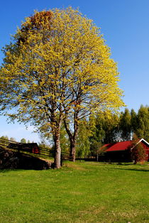 Frühling auf dem Land by tinadefortunata