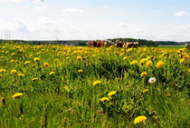 Löwenzahnwiese von tinadefortunata