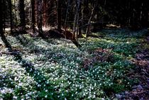 der Wald blüht von tinadefortunata