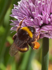 Chives & Bee by kent