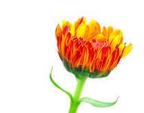 Orange Calendula by kent