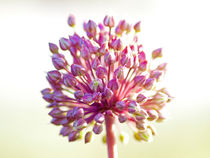 Chives by kent