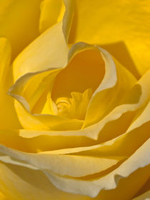 Yellow Rose by kent