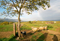 SHEEPS - Sardinia von captainsilva