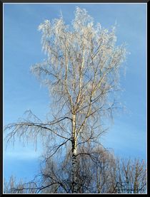 Winter by Geir Ivar Ødegaard