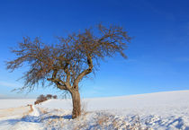 Winterspaziergang von Wolfgang Dufner