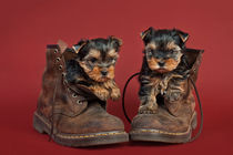 Yorkshire terrier puppies von holka