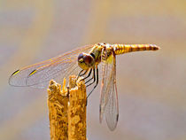 Dragonfly von kent