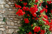 Mauer mit Rosen von tinadefortunata