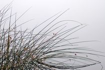 Herbststimmung  von tinadefortunata