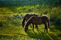 Wild Spanish mustang, Outer Banks, North Carolina, USA by John Greim