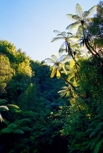  Punga Tree Ferns Forgotten World Highway New Zealand von Kevin W.  Smith