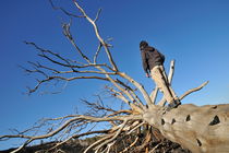 Boy on tree trunk watching lava von Sami Sarkis Photography