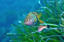 Lettered Perch with juvenile by Sami Sarkis Photography