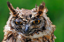 Eurasian Eagle-Owl by Sami Sarkis Photography