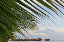 Water bungalows seen through palm leaves by Sami Sarkis Photography