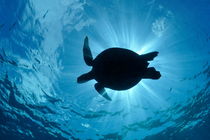 Silhouette of a Green Sea Turtle by Sami Sarkis Photography