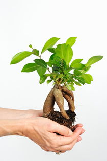 Hands holding a Ginseng Ficus bonsai by Sami Sarkis Photography