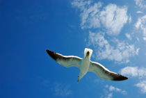 Seagull flying in the sky on blue sky by Sami Sarkis Photography