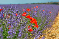 Poppies in a lavender field by Sami Sarkis Photography