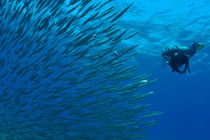 Diver looking at juveniles barracuda schooling near surface von Sami Sarkis Photography