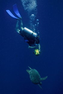 Diver filming Green Sea Turtle (Chelonia mydas) by Sami Sarkis Photography