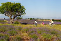 Family biking through lavenders fields von Sami Sarkis Photography