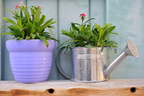 Plants in a watering canin and pot von Sami Sarkis Photography