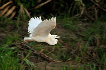 Great Egret in flight by Sami Sarkis Photography