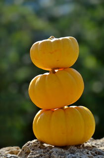 Stack of three yellow mini-pumpkins by Sami Sarkis Photography