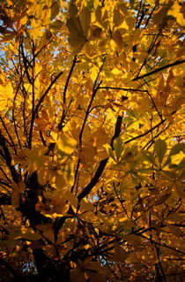 Blazing yellow dead leaves at fall on a plane tree von Sami Sarkis Photography