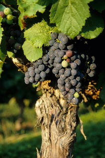 Grape on a vine on vineyards von Sami Sarkis Photography