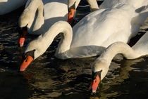 Swans drinking water in lake von Sami Sarkis Photography