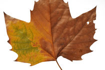 Dead Autumn leaf of Plane tree by Sami Sarkis Photography