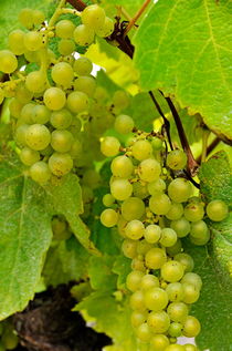 Green grapes on vineyards in summer von Sami Sarkis Photography