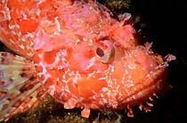 Red Scorpion Fish by Sami Sarkis Photography