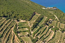 Vineyards on Mediterranean coast von Sami Sarkis Photography