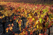Vineyards at fall von Sami Sarkis Photography