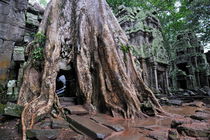 Strangler fig tree roots covering temple by Sami Sarkis Photography