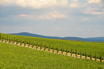 Cypresses alley in vineyards in Chianti region von Sami Sarkis Photography