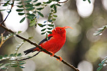 Iiwi bird on branch von Sami Sarkis Photography