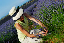 Woman picking up lavender flowers in field von Sami Sarkis Photography