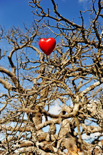 Heart shape hung on dead tree branches von Sami Sarkis Photography