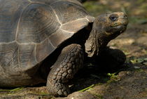 Galapagos giant tortoise  von Sami Sarkis Photography