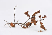 Dead branch with leaves on snow by Sami Sarkis Photography
