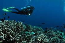 Exploring coral reefs by Sami Sarkis Photography