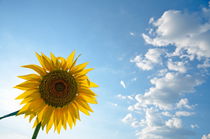 Sunflower and clouds on blue sky von Sami Sarkis Photography