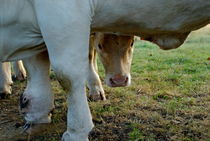 Calf and cow in meadow at dawn von Sami Sarkis Photography