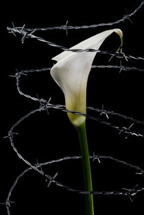 Arum Lilly surrounded by barbed wire von Sami Sarkis Photography