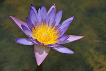 Lotus flower von Sami Sarkis Photography